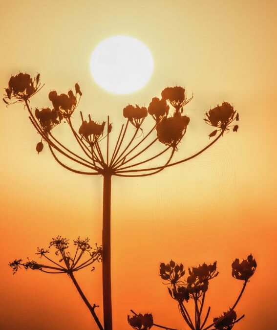 Wij steunen stichting Hospice Borne